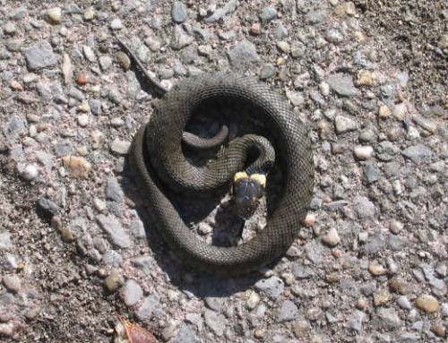 Natuurwerkdag zaterdag 7 april 2018: aanleggen ringslanghopen