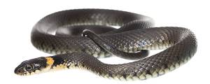 Ringslang; Natrix natrix; grass snake
