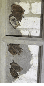 Trosje’ vleermuizen achter raam in het reduit